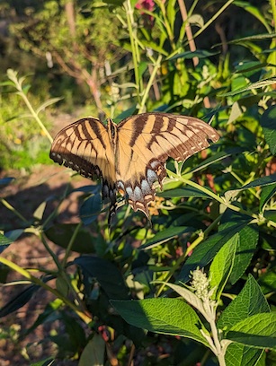 Image from work of Holly Bee Gardens