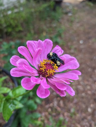 Image from work of Holly Bee Gardens