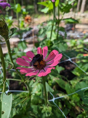 Image from work of Holly Bee Gardens