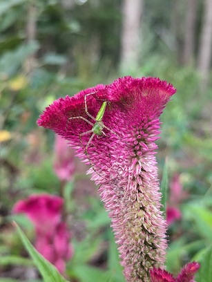 Image from work of Holly Bee Gardens